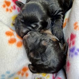 Goldendoodle and Poodle Puppies from SnickerDoodlePups