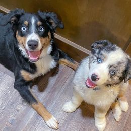 Miniature Australian Shepherds from Tracy’s Mini Aussies
