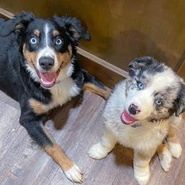 Miniature Australian Shepherds from Tracy’s Mini Aussies