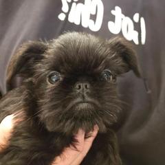 Rough Girl - Black female Brussels Griffon puppy in Fyffe, Alabama from BamaBrussels