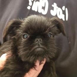 Rough Girl - Black female Brussels Griffon puppy in Fyffe, Alabama from BamaBrussels