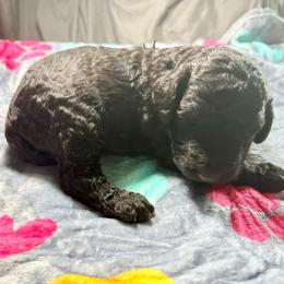 Colby (zEileen) - Parti male Poodle puppy in Meadowbrook, California from Standard Poodle Pups