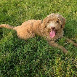 Apricot girl- Millie - Red female Bernedoodle puppy in Graham, Texas from 2 Rose Ranch Doodles