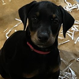 Dachshund and Doberman Pinscher Puppies from Cornerstone Dobermans and Dachshunds