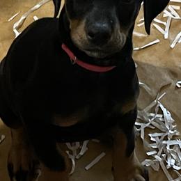 Dachshund and Doberman Pinscher Puppies from Cornerstone Dobermans and Dachshunds