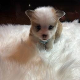 Yellow Collar - Red male Pembroke Welsh Corgi puppy in Abingdon, Virginia from Em-K Kennels