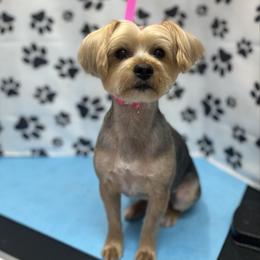 Leesi - Yorkshire Terrier