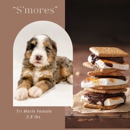 S'mores (Lilac Collar) - Blue merle female Bernedoodle puppy in Hudson, Indiana from TurkeyCreek-K9