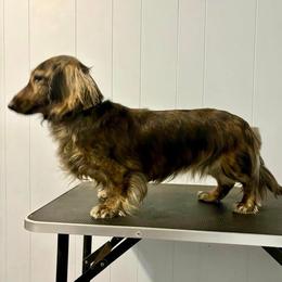 Summer - Brindle female Dachshund puppy in Chicago, Illinois from RGZ Doxies