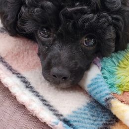 Poodle Puppies from Joanies Poodles