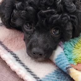 Poodle Puppies from Joanies Poodles