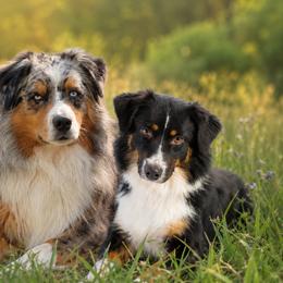 Australian Shepherd puppies from BFF Aussies