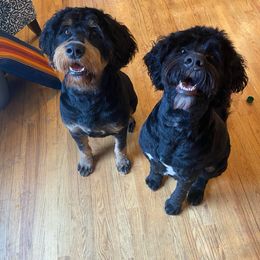 Assorted Doodle Crosses, Bernese Mountain Dog, and Goldendoodle All Grown Up from Rees Hill Doodles