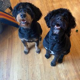 Assorted Doodle Crosses, Bernese Mountain Dog, and Goldendoodle All Grown Up from Rees Hill Doodles