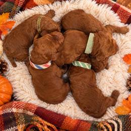 Boy 2 - Red  male Poodle puppy in Mc Henry, Illinois from Sunset Maple Poodles