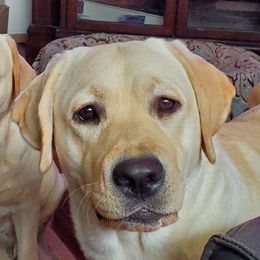 Violet - Labrador Retriever