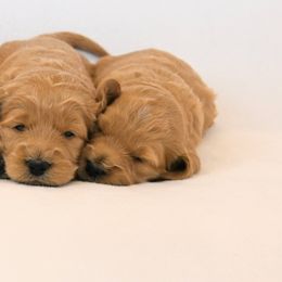 Goldendoodle Puppies from Golden Meadow Farmstead