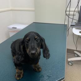 Dachshund Puppies from Howard Hounds