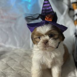 CKC Girl - Gold and white female Shih Tzu puppy in Houston, Texas from Paws n Claws