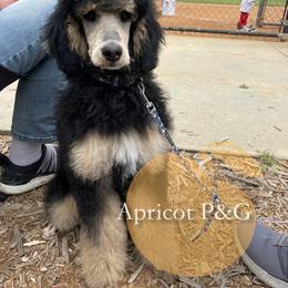 Goldendoodle and Poodle All Grown Up from Apricot Poodles & Goldendoodles