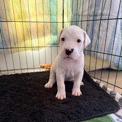 Dogo Argentino Puppies from Casa de la Bahia