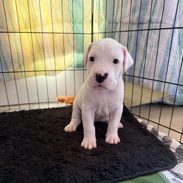 Dogo Argentino Puppies from Casa de la Bahia