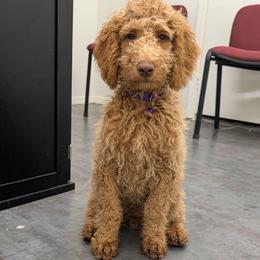 Macerick - Apricot male Goldendoodle puppy in Florence, Arizona from Top Gun Golden Retrievers