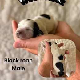 Woodstock - Black and white male English Springer Spaniel puppy in Uvalda, Georgia from Willow Creek Farms