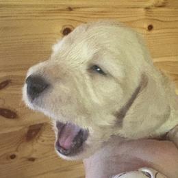 Little Bigger read description - Red male Dachshund puppy in Helenville, Wisconsin from Remarkable Doxies