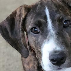 Mountain Curs from Mountaineer Mountain Curs