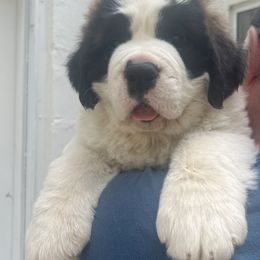Chips - Mahogany and white Saint Bernard puppy in North Beach, Maryland from Mt.Harmony Saint Bernards