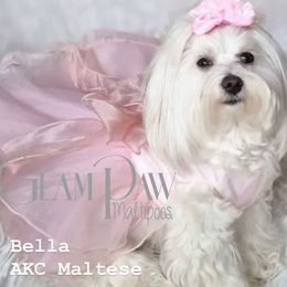 Bella - Maltese