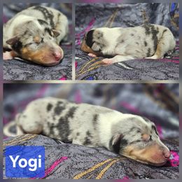Yogi - Blue merle white and tan male Collie puppy in Eldorado, Kansas from Prairie Creek