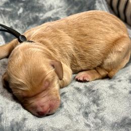 Rain black - Apricot male Goldendoodle puppy in Lakeland, Florida from Poodles Doodles Standard and Mini LLC