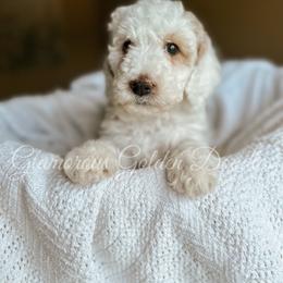 Goldendoodle Puppies from Glamorous Golden Doodles