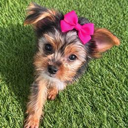 Genesis - Parti female Yorkshire Terrier puppy in San Antonio, Texas from Luna's Treasures