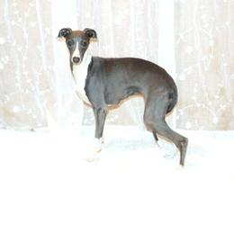 Thalia - Italian Greyhound
