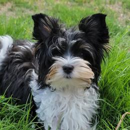 Piccolo - Biewer Terrier
