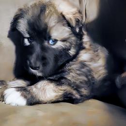 Native American Indian Dog Puppies from Turtle Island NAIDs
