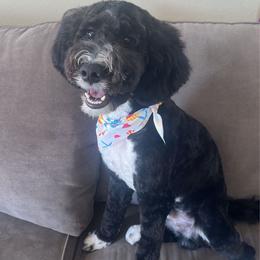 Spot - Black and white male Bernedoodle puppy in Yorba Linda, California from SoCal Doodles