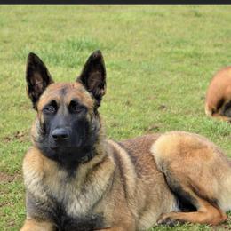 Justi - Belgian Malinois