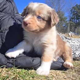Barcardi boy 2 - Red merle male Australian Shepherd puppy in Solon, Maine from Mountain Range Australian Shepherds