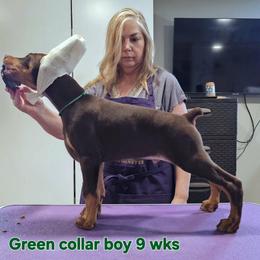 Boy 2 - male Doberman Pinscher puppy in Suffolk County, New York from Kalora Dobermans