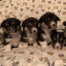 Pembroke Welsh Corgi Puppies from Buckeye Corgi
