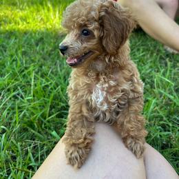 Cosmo - Red  male Poodle puppy in Picayune, Mississippi from JEN's Poodles