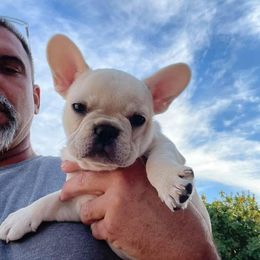 French Bulldog Puppies from Az Frenchies