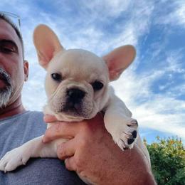 French Bulldog Puppies from Az Frenchies