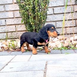 June - Blue and tan female Dachshund puppy in Boston, Massachusetts from London’s puppies