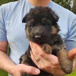 Pink Girl - Black and red female German Shepherd puppy in Longview, Washington from Bunkerhill Shepherds