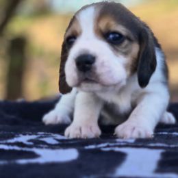 Girl 4 - Black tan and white female Beagle puppy in Napavine, Washington from StormyDaze Labradors & Beagles